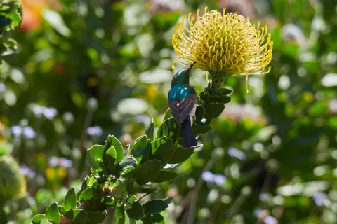 South Africa &amp; Zimbabwe