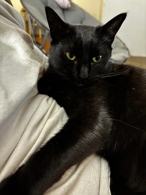 My kitty loves my boyfriend 🥰🥰