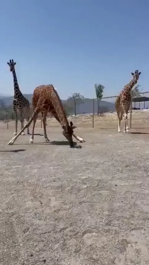 just a giraffe boosting a tortoise up
