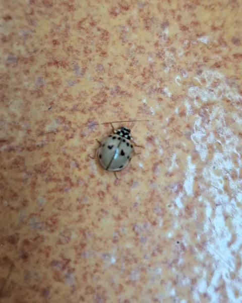 This grey ladybug with heart shaped spots that appeared in my balcony today
