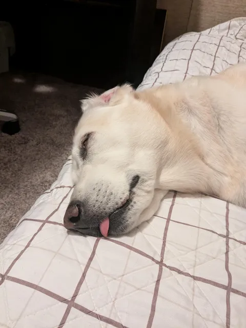 My yellow lab sleeps with her tongue sticking out