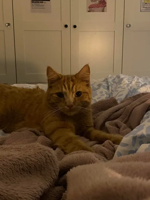 I think everyone should see my cat atleast once in their lifetime