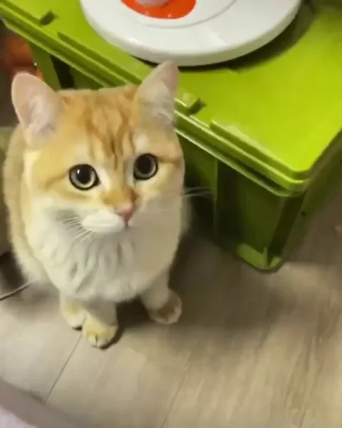 Yawning mid chirping. Chyawping?