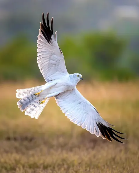 wildlife photography from the Indian wilderness