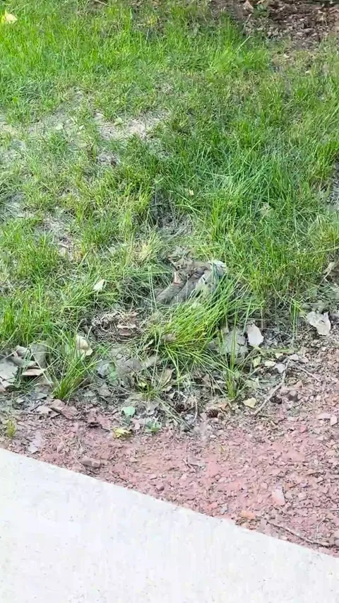 Just moved in and found this in the back yard.  Too cute.