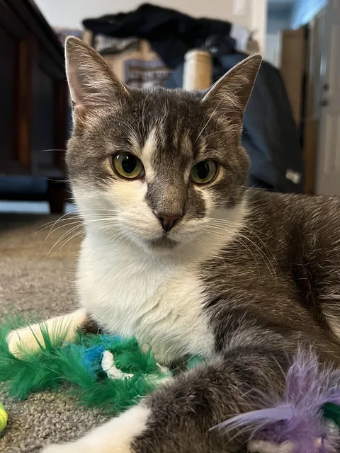 Can cats become more affectionate?