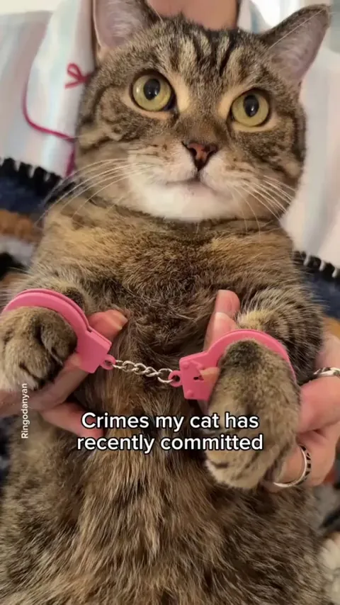 Cat is a criminal