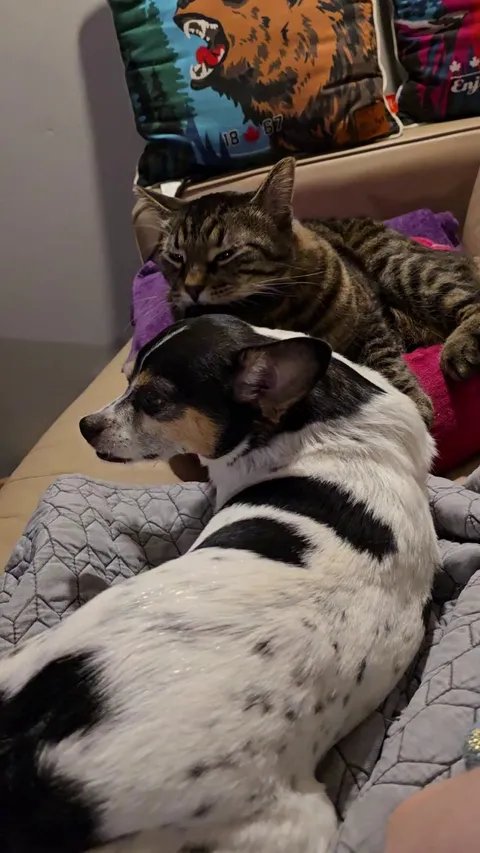 My cat and dog are best friends.