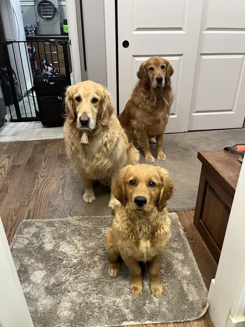 I got my dog a dog and my dog’s dog a dog