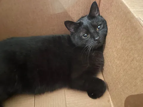 I was breaking up cardboard boxes and Freddy did this.