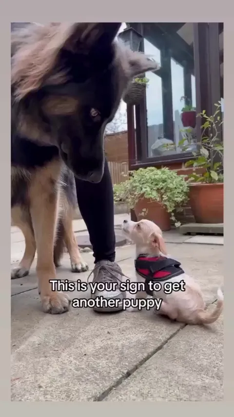Resident Dog Welcomes The New Puppy