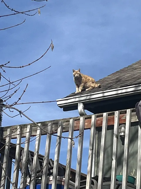 Every day between 7 and 9 am my cat is up here supervising the neighborhood kids walking to the bus stop.