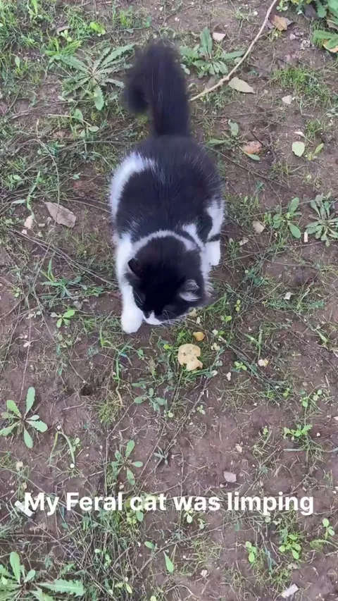 She had a limp until the vet bill was paid.