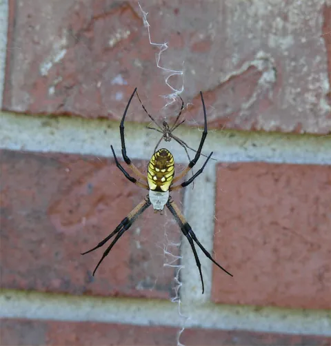 Discovered this spider bride &amp; groom tying the knot in my backyard