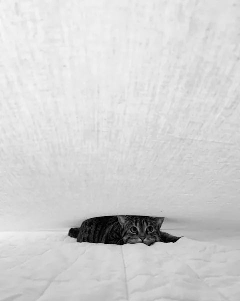 ITAP of a cat between a mattress and a blanket