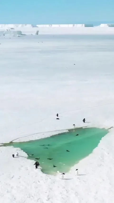 Penguins happily swimming in a pool-like pond. Summer is coming in Antarctica and in some places the ice melts creating ponds.