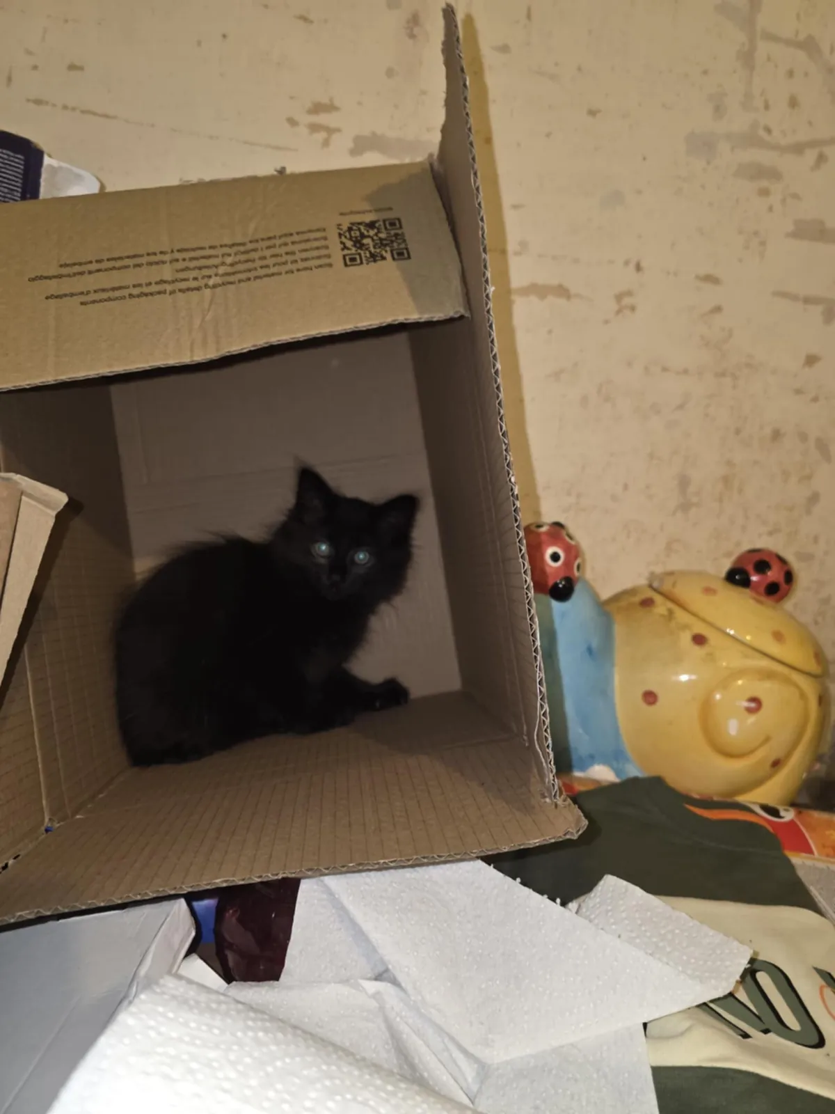 My new kitten, Petrus, sure is a character