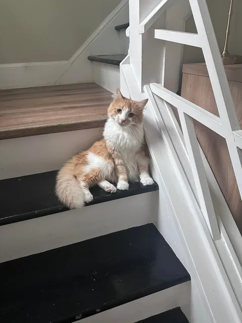 The 4th cat I didn’t know I needed.