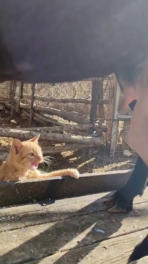 Cats are milk quality inspector