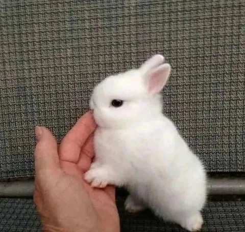 Name ideas for this little fluff?