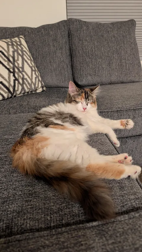 Meet Peppermint. Just adopted today :)