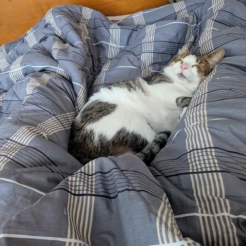 The cat has breakfasted and is currently resting. Getting out of bed is not allowed.