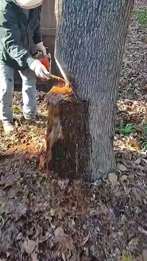 Surprising Water Gush from a Cut Tree