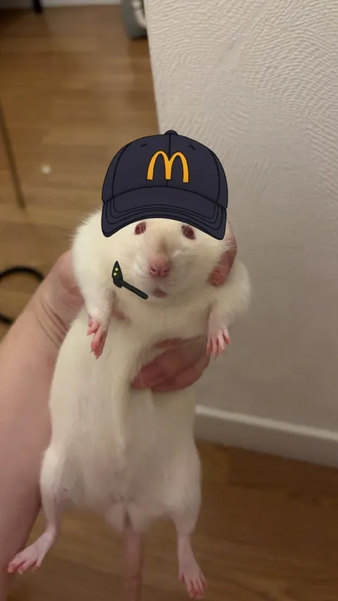 My boyfriend discovered that snap filters work on rats