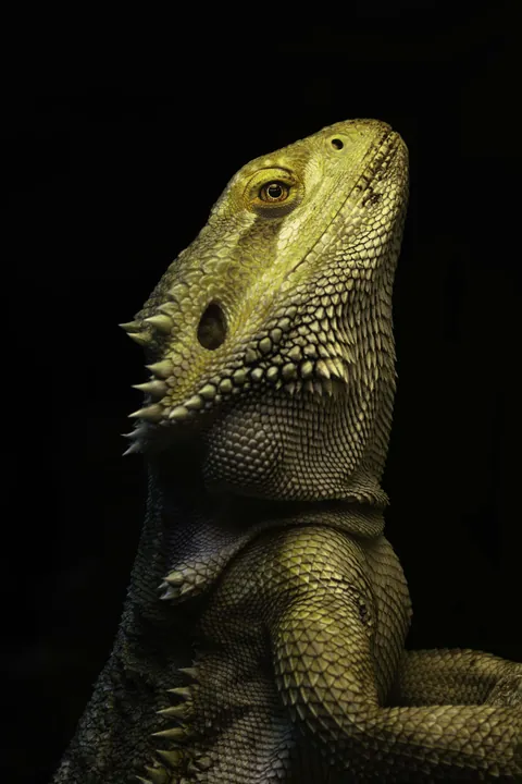 ITAP of my friend's bearded dragon