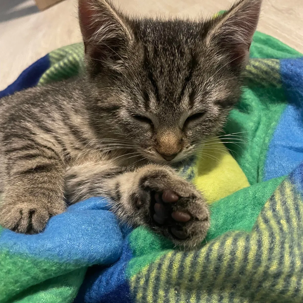 I just got my first cat, Luna! ❤️