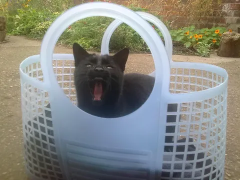 The Many Moods of Lola