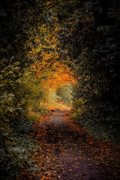 ITAP of a path in Autumn