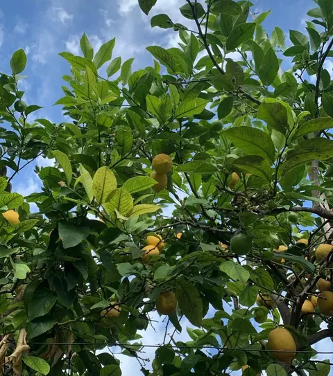 Finally my lemon tree is giving beautiful yellow lemon 💛