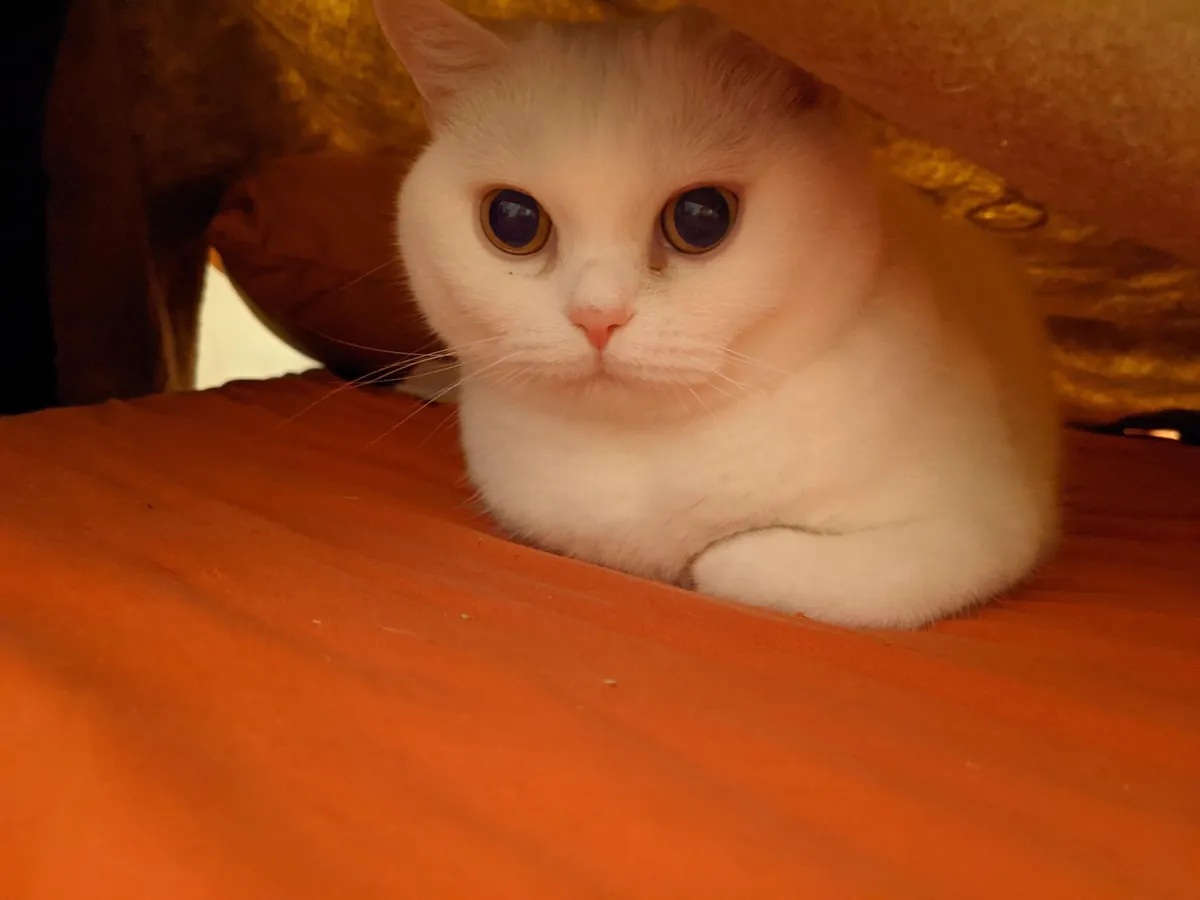 She is too cute for me to handle