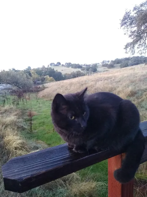 Celebrating 5 years since he walked in the door and ate my chicken.