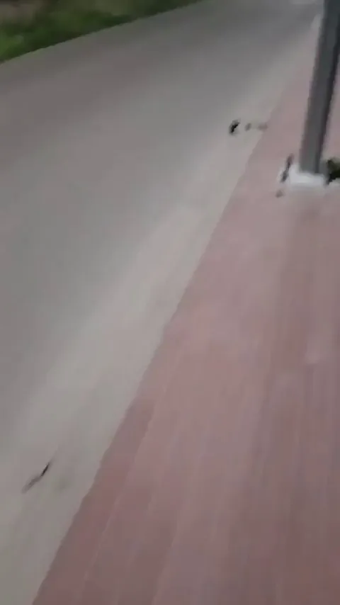 🔥 Wild hamster showing off its intimidation tactics