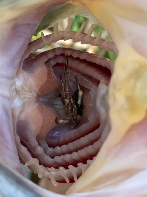 The meal of the bass.