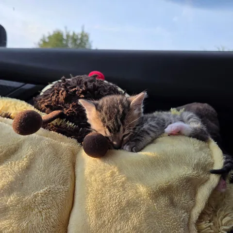 Photo dump of Chimney. The single kitten i found all alone.