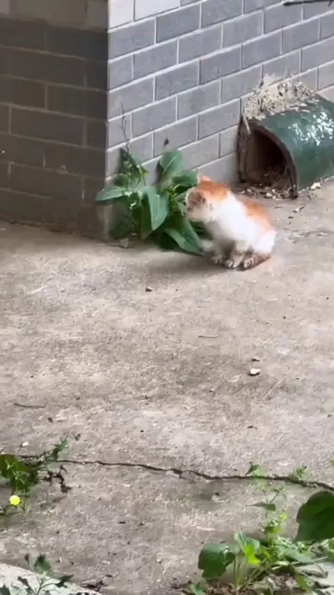 Fed up cat mom finally finds kitten