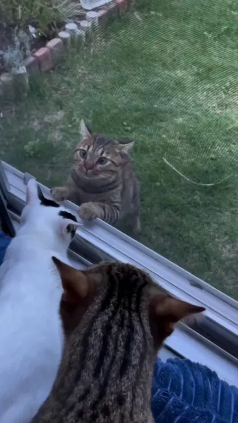 He just wanted to make friends