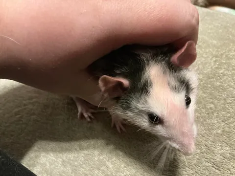 Just another day in rat ownership: “Why are you pink??”