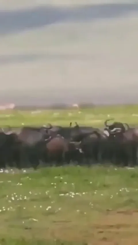 Hyena learns the term FAFO after messing with a herd of bison. 