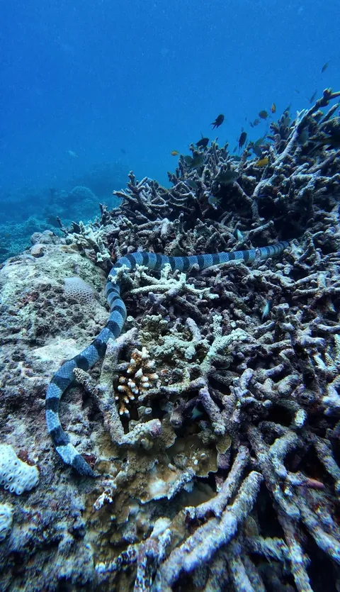 Some clicks from my recent visit to Andaman and Nicobar Islands, Union territory of India
