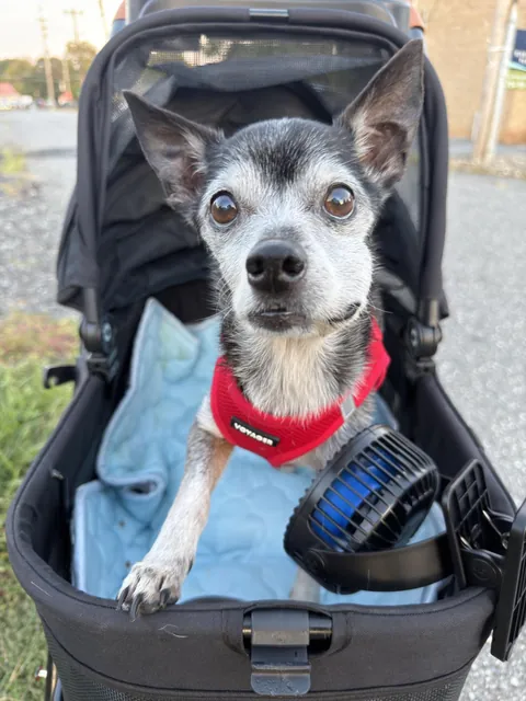 Buster - almost 20 🐾 small town adventure!