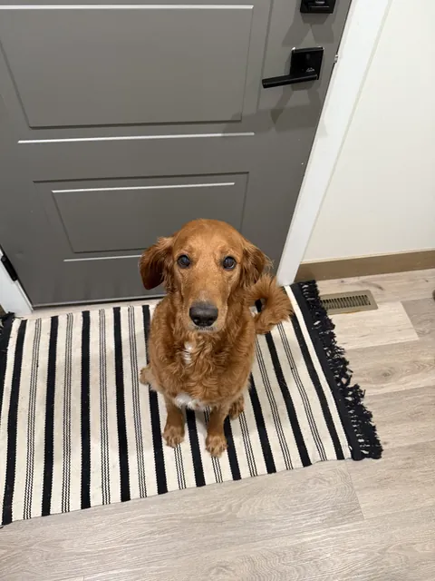 Someone was excited for doggie daycare today!