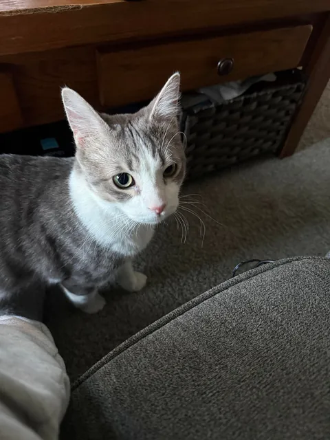 My husband and I adopted our first ever cat yesterday and we’re obsessed with him already!