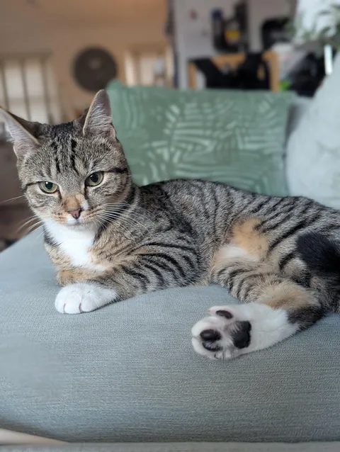 Our first ever cat!!!