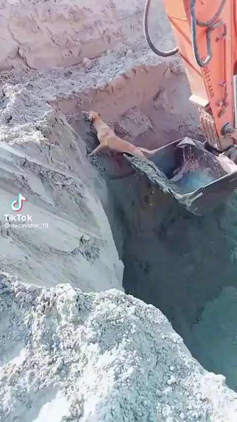 excavator saves dog after falling in a pit