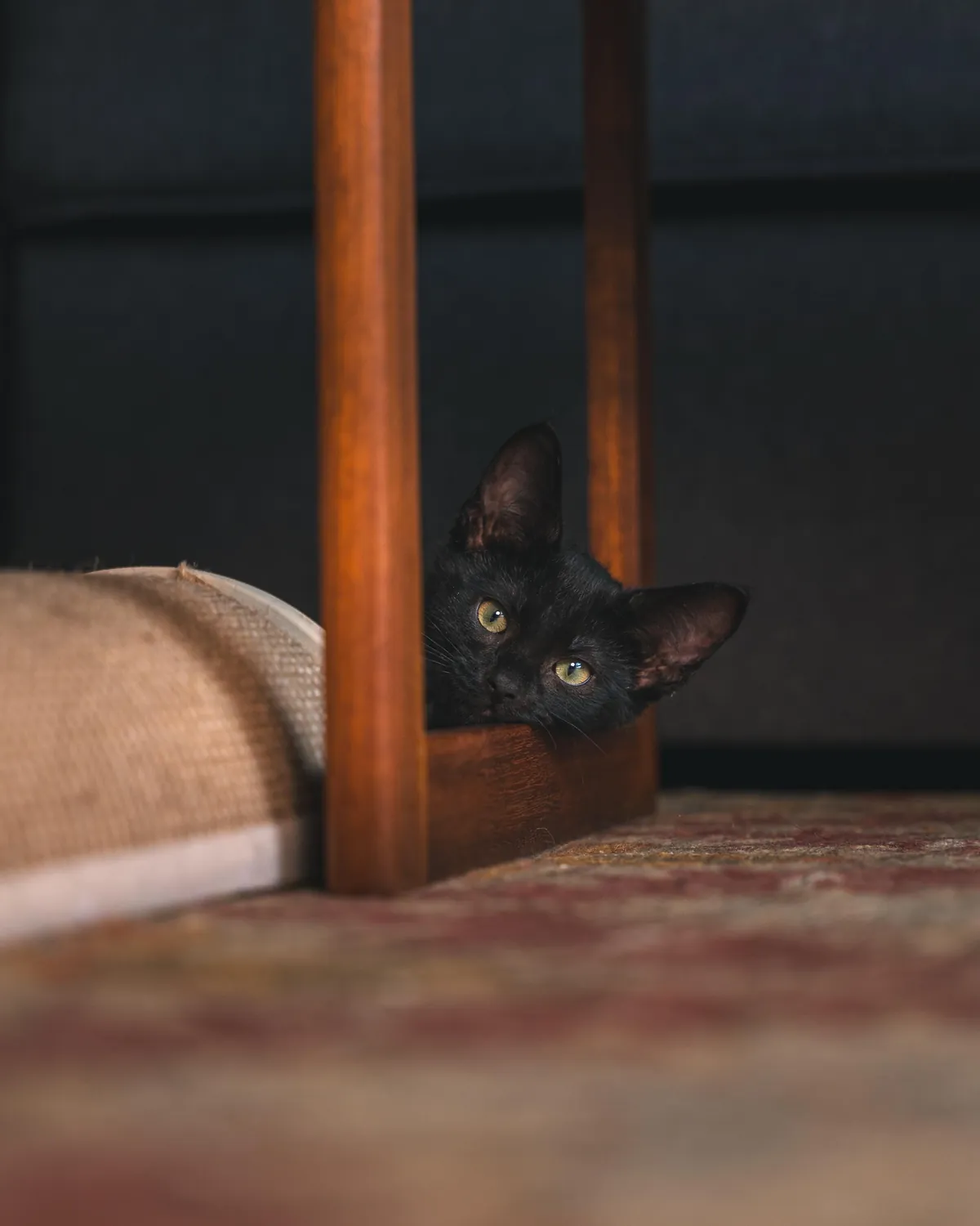 First time cat owner, think I’m in love! His name is Pablo