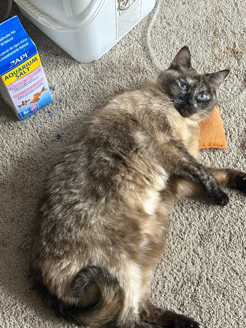 What are the nicknames of your cats that have devolved into nonsense over time? I’ll go first.